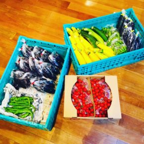 北海道札幌市北区みのり彩園さんから初入荷！ いろいろな巡り合わせと、様々な方からのご紹介を頂き本日から販売開始です。 自然栽培のミニトマト・ししとう・ナス・ズッキーニ・紫インゲンが入荷しました。
