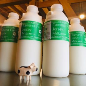 熊本県 玉名牧場さんのグラスフェッドのジャージーミルク(900ml)が入荷しました。柔らかな甘みと豊かなコクがありながら後味はさっぱりという相反する味覚があります。  他にはないジャージーミルクをぜひお召し上がりください。