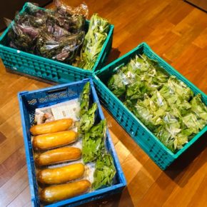今帰仁村 片岡農園さんの有機無農薬栽培のモーウィ・赤シソ・青シソ・モロヘイヤ・ツルムラサキ・空芯菜が入荷しました！
