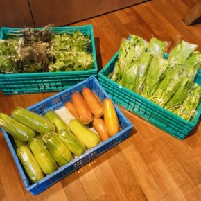 今帰仁村 片岡農園さんの有機無農薬栽培のうりずん豆・モーウィ・赤シソ・青シソ・モロヘイヤ・空芯菜が入荷しました！