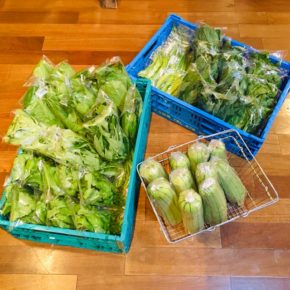 今帰仁村 片岡農園さんの有機無農薬栽培のルッコラが出てきました！ほか、小松菜・モロヘイヤ・ツルムラサキ・空芯菜・オクラ・うりずん豆・サラダヘチマが入荷しました！