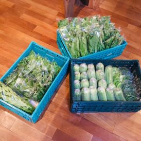 今帰仁村 片岡農園さんの有機無農薬栽培のパクチーが出てきました！ほか、小松菜・モロヘイヤ・ルッコラ・空芯菜・オクラ・うりずん豆・サラダヘチマが入荷しました！