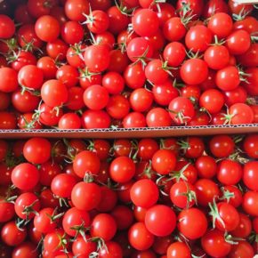 北海道札幌市 みのり彩園さんの自然栽培のミニトマト・イタリアンナス・ナス・ピーマン・ししとう・ズッキーニが入荷しました！