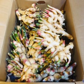 うるま市 マサヨさんの有機無農薬栽培の新生姜・丸オクラが入荷しました！