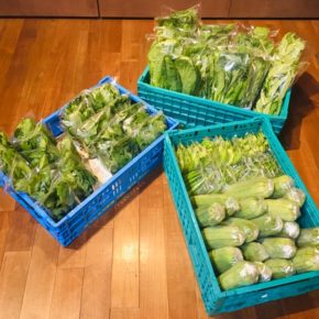 今帰仁村 片岡農園さんの有機無農薬栽培小松菜・モロヘイヤ・ルッコラ・空芯菜・オクラ・うりずん豆・サラダヘチマが入荷しました！