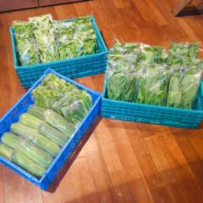 今帰仁村 片岡農園さんの有機無農薬栽培の小松菜・ルッコラ・空芯菜・オクラ・うりずん豆・サラダヘチマが入荷しました！