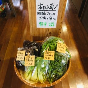 淡路島ファーム 太陽と海さんの有機無農薬栽培のリーフレタス・サニーレタス・小松菜・春菊・チンゲン菜が初入荷！とってもみずみずしい野菜たちです。