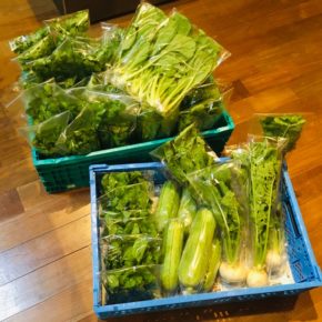 今帰仁村 片岡農園さんの有機無農薬栽培の小松菜・パクチー・ルッコラ・カブ・サラダヘチマが入荷しました！