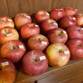 ご好評頂いている山口県産 減農薬栽培のリンゴ（ふじ）が再入荷しました！  今年のリンゴもそろそろ終盤です。季節の味覚をお楽しみください。