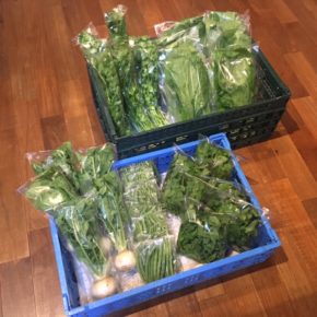 今帰仁村 片岡農園さんの有機無農薬栽培の小松菜・パクチー・ルッコラ・カブ・インゲンが入荷しました！
