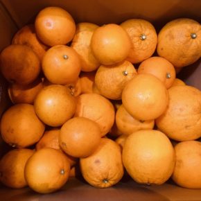 美味しい柑橘が色々と出てくる季節到来の瀬戸内から、広島県尾道市の烏山農園さんの自然栽培のネーブルオレンジが入荷しました。化学肥料、農薬など余計なものは一切使わず、出荷の際も防腐剤・ワックスも不使用の自然栽培なので安心して外皮も使えます。ピールはマーマレードづくりに最適です。