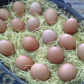山口県 秋川牧園の卵・鶏肉・冷凍食品が入荷しました！ あす9/23は祝日の為お休みですが、明後日9/24土曜日は通常通り営業します。