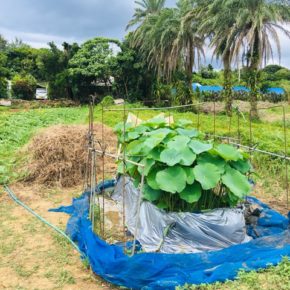 畑で出来る(?)無農薬レンコン栽培「ハルラボレンコン」。現在、沖縄本島北部から南部まで50個のコンテナで栽培中です。 写真は今帰仁村、片岡農園さんの一昨日のレンコン。人の背丈ぐらいの高さまで葉も成長し、早ければ10月頃の収穫予定です。是非、ご期待ください。