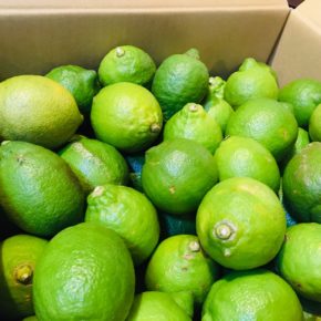 広島県 尾道市より自然栽培のグリーンレモンが入荷しました！  これから季節の移り変わりと共に、季節の瀬戸内レモンが入荷します。どうぞお楽しみに！！
