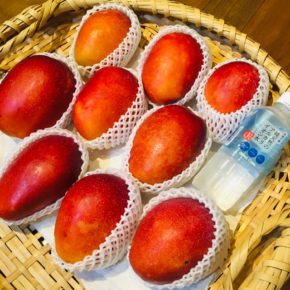 名護市 松田農園さんの自然栽培マンゴーが出始めました。500mlのペットボトルと比較してこの大きさは上等です。